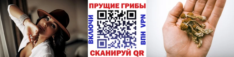 как найти   Ясный  Галлюциногенные грибы Psilocybe 